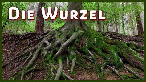 wurzel gusel|Würzel